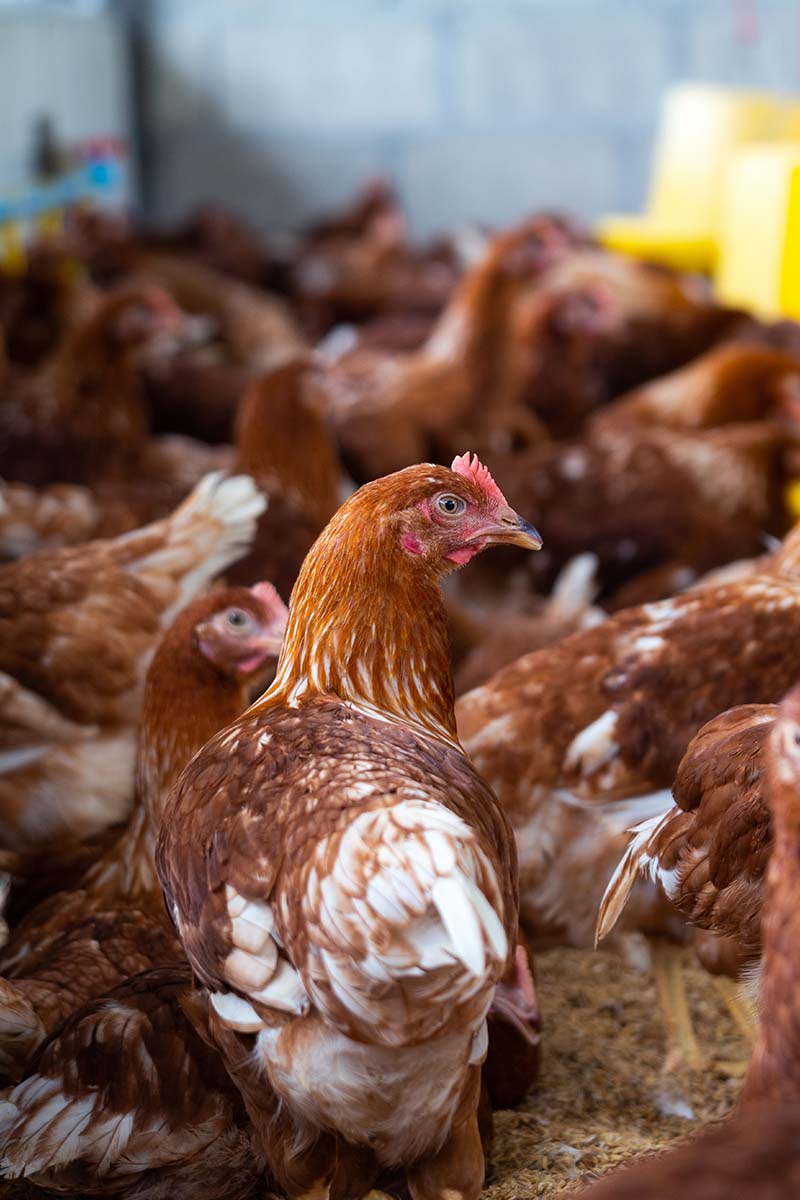 Ayam