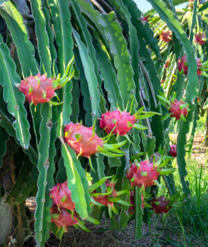 Blog Buah Naga 1