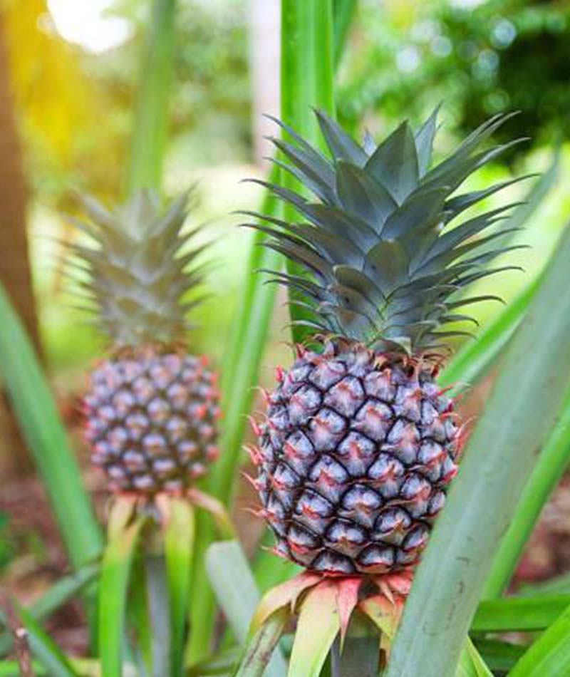 Blog Nanas 2