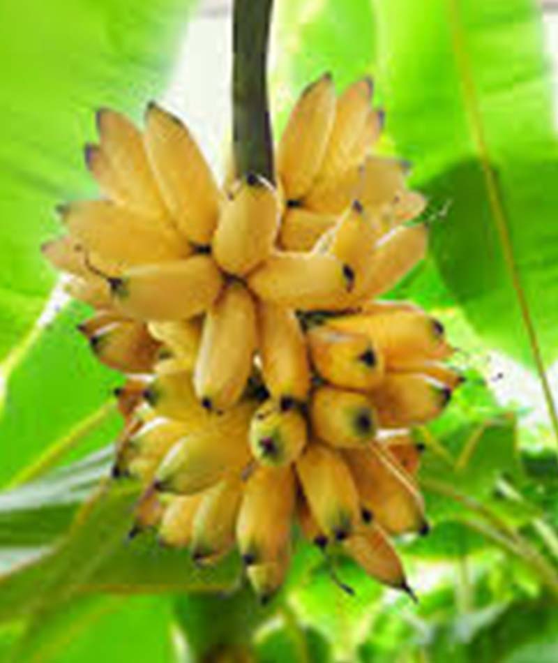 Blog Pisang 1
