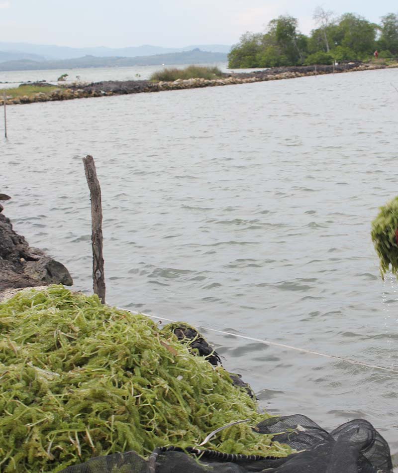 Blog Rumput Laut Empang 1