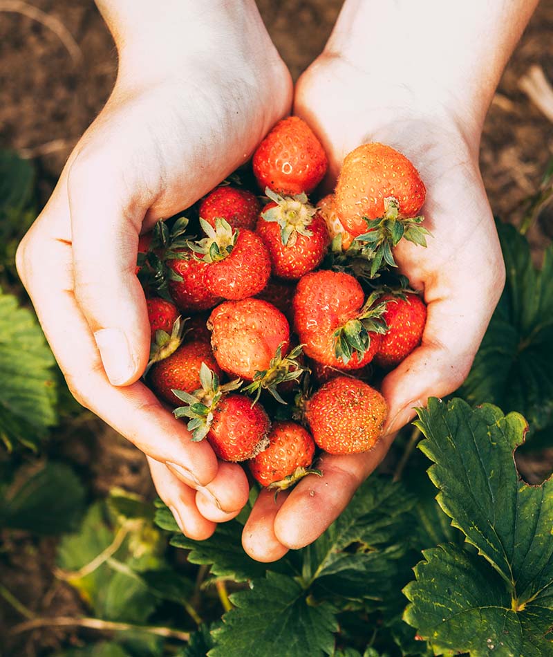 Blog Strawberry 1