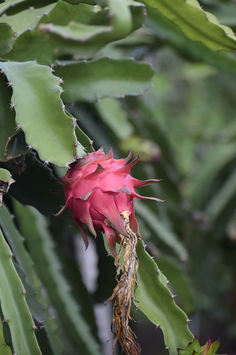 Buah Naga