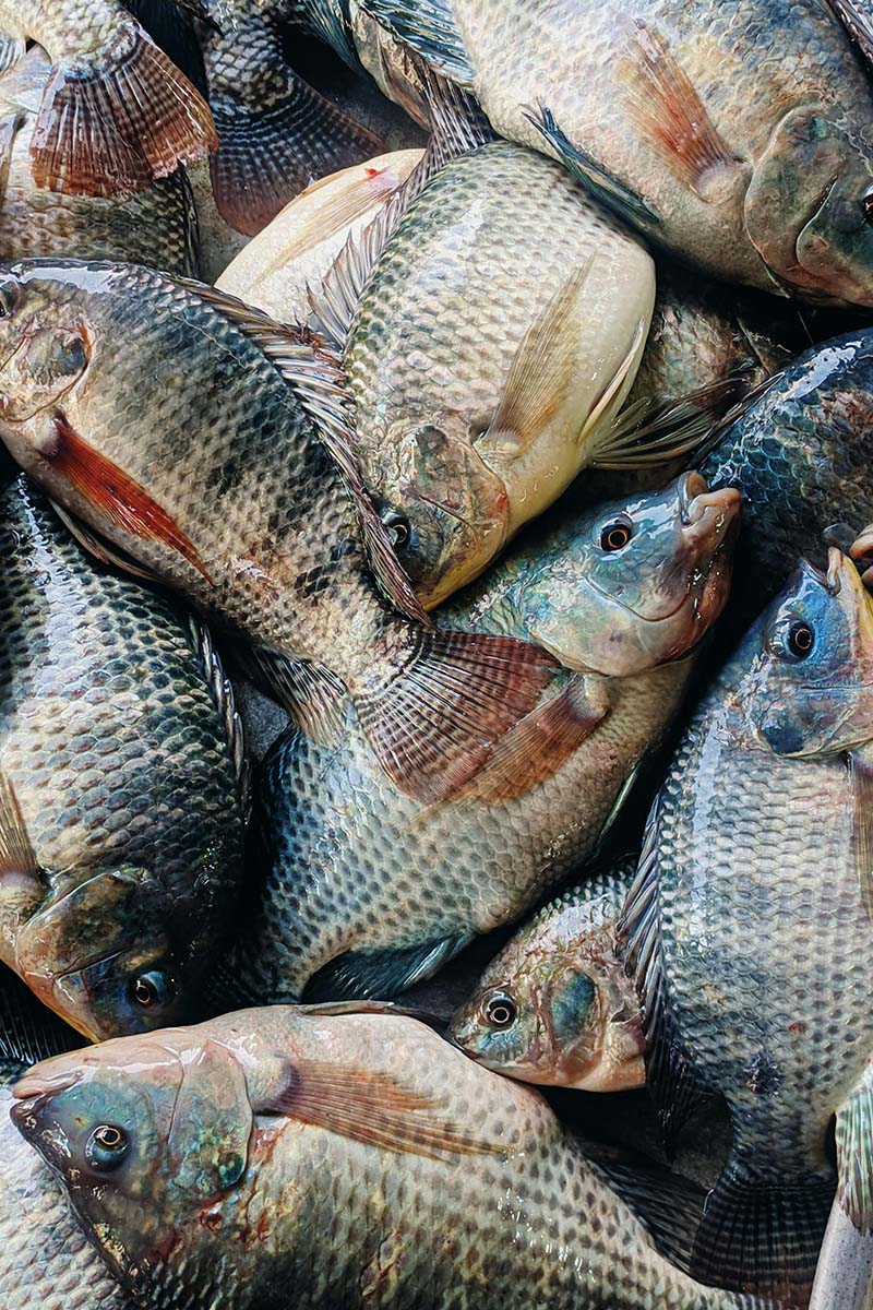 Ikan