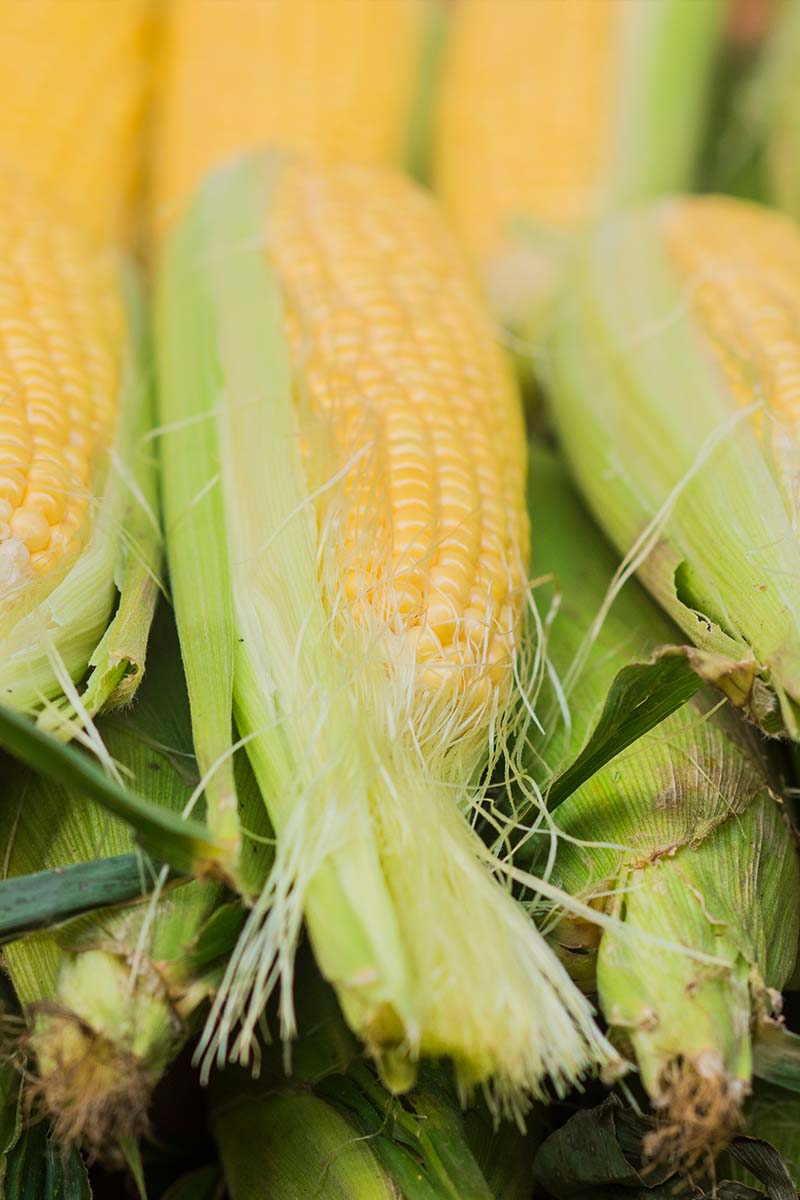 Jagung