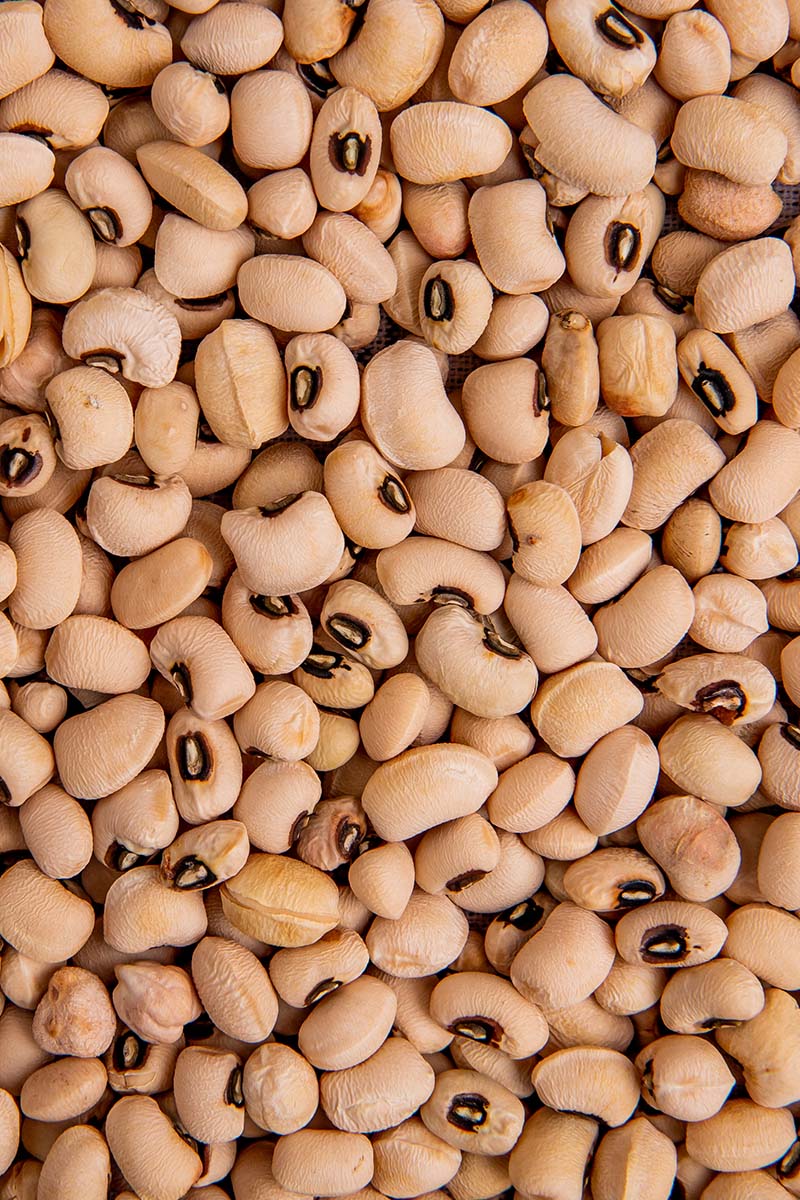 Kacang