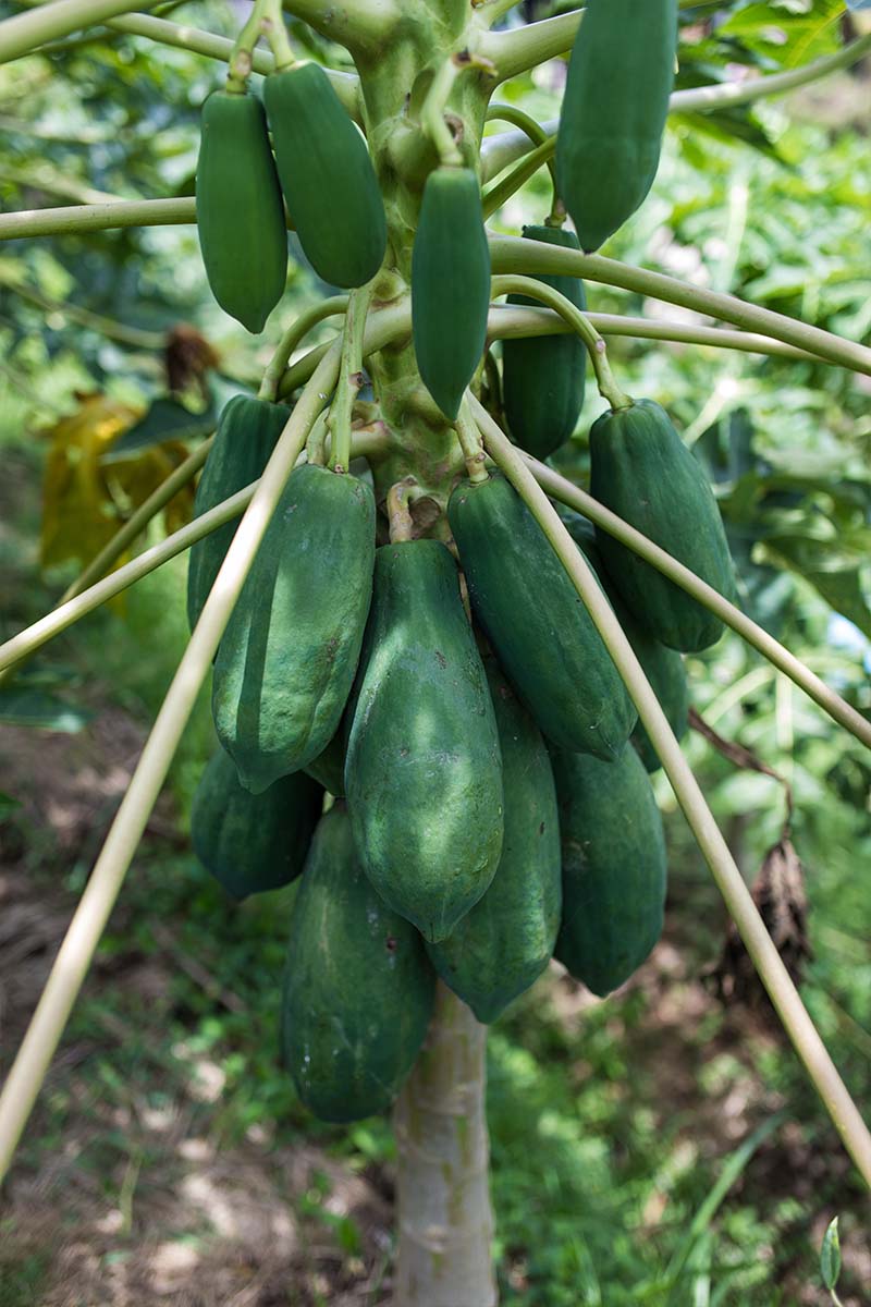 Pepaya