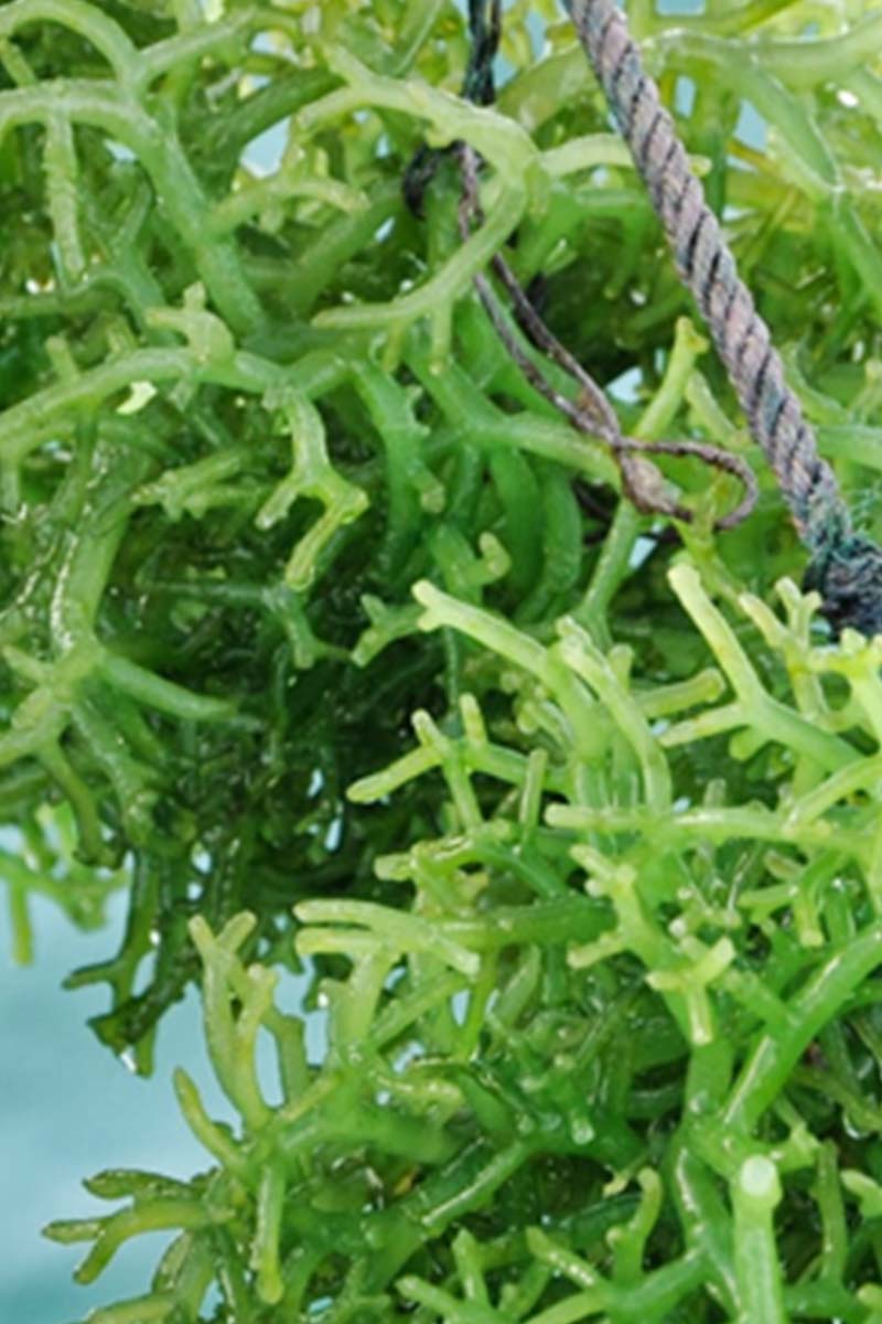 Rumput Laut Empang
