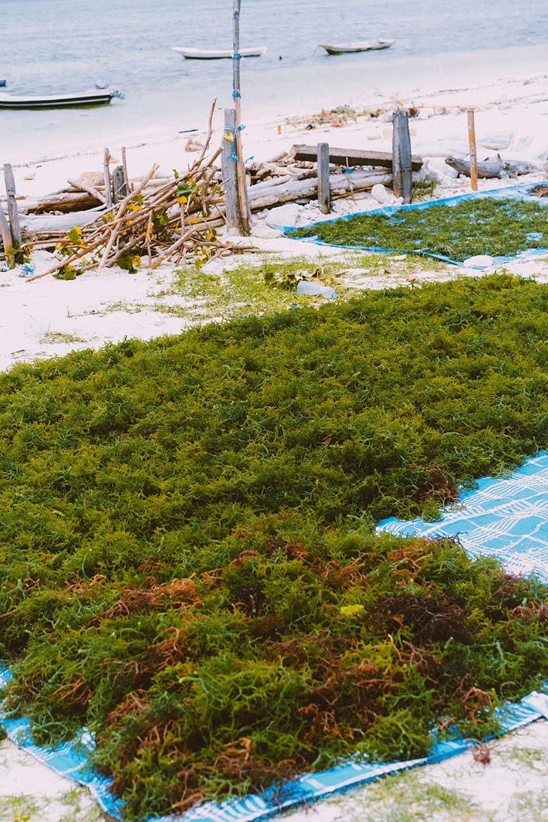 Rumput Laut